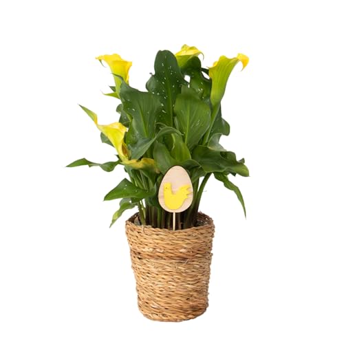Plant in a Box - Calla 'Ruby' - Zantedeschia - Gelb - Höhe 30-40cm - ⌀12cm Plant in a Box - Calla 'Ruby' - Zantedeschia - Gelb - Höhe 30-40cm - ⌀12cm von Plant in a Box