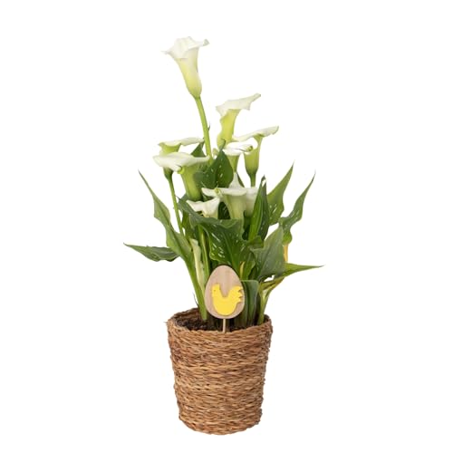 Plant in a Box - Calla 'Ruby' - Zantedeschia - Weiß - Höhe 30-40cm - ⌀12cm Plant in a Box - Calla 'Ruby' - Zantedeschia - Weiß - Höhe 30-40cm - ⌀12cm von Plant in a Box