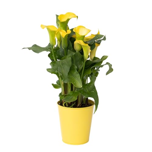 Plant in a Box - Calla 'Zara' - Zantedeschia - Gelb - Höhe 30-40cm - ⌀12cm Plant in a Box - Calla 'Zara' - Zantedeschia - Gelb - Höhe 30-40cm - ⌀12cm von Plant in a Box