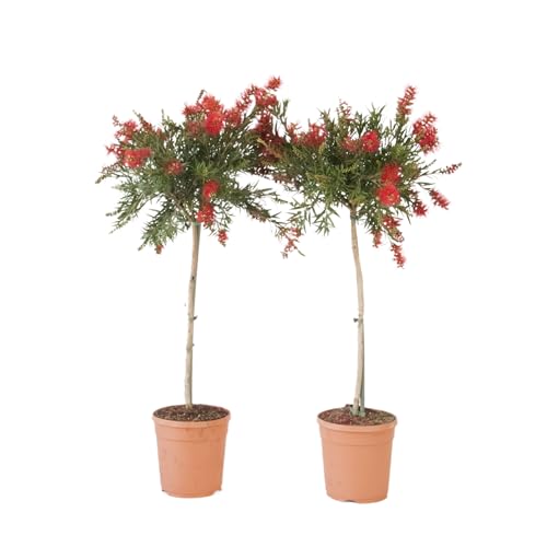 Plant in a Box - Callistemon citrinus 'Splendens' - Satze von 2 - Topf 21cm - Höhe 90-110cm von Plant in a Box