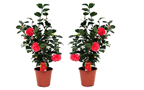 Plant in a Box - Camellia Japonica - 2er Set - Camelie kübelpflanz Immergrüne Winterhart - Topf 19cm - Höhe 60-70cm Plant in a Box - Camellia Japonica - 2er Set - Camelie kübelpflanz Immergrüne Winterhart - Topf 19cm - Höhe 60-70cm von Plant in a Box