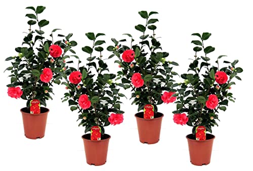 Plant in a Box - Camellia Japonica - 4er Set - Camelie kübelpflanz Immergrüne Winterhart - Topf 19cm - Höhe 60-70cm von Plant in a Box