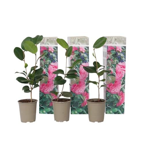 Plant in a Box - Camellia Japonica Rose - 3er Set - Kamelie pflanzen Winterhart - Immergrün - Gartenpflanzen - Topf 9cm - Höhe 25-40cm von Plant in a Box
