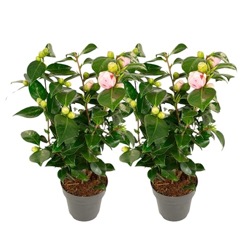 Plant in a Box - Camellia japonica 'Bonomiana' - 2er Set - Japanische Rose - Kamelie pflanze Winterhart - Topf 15cm - Höhe 50-60cm Plant in a Box - Camellia japonica 'Bonomiana' - 2er Set - Japanische Rose - Kamelie pflanze Winterhart - Topf 15cm - Höhe 50-60cm von Plant in a Box