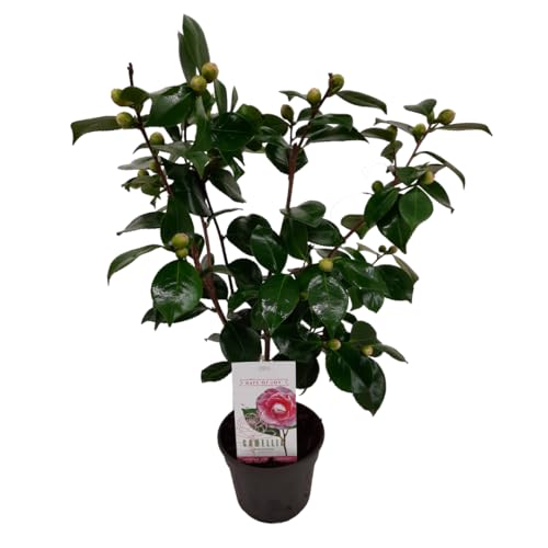 Plant in a Box - Camellia japonica 'Bonomiana' - Japanische Rose - Kamelie pflanze Winterhart - Topf 15cm - Höhe 50-60cm von Plant in a Box