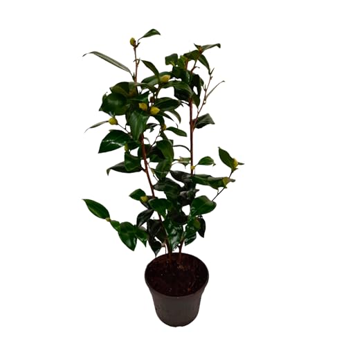 Plant in a Box - Camellia japonica 'Brushfield's Yellow' - Japanische Rose - Kamelie pflanze Winterhart - Topf 15cm - Höhe 50-60cm von Plant in a Box