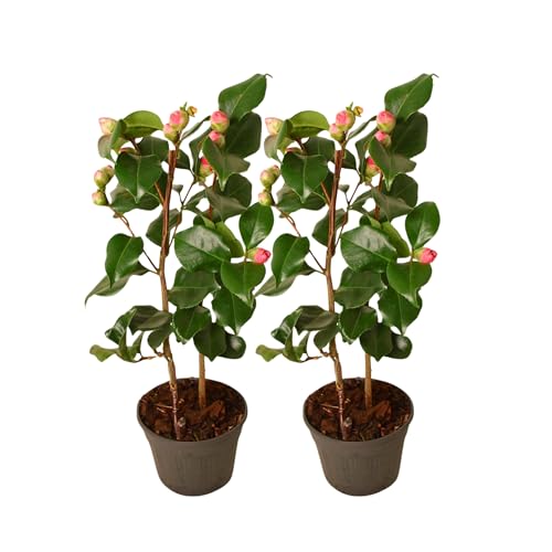 Plant in a Box - Camellia japonica 'Dr. King' - 2er Set - Japanische Rose - Kamelie pflanze Winterhart - Topf 15cm - Höhe 50-60cm Plant in a Box - Camellia japonica 'Dr. King' - 2er Set - Japanische Rose - Kamelie pflanze Winterhart - Topf 15cm - Höhe 50-60cm von Plant in a Box
