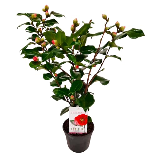 Plant in a Box - Camellia japonica 'Dr. King' - Japanische Rose - Kamelie pflanze Winterhart - Topf 15cm - Höhe 50-60cm von Plant in a Box