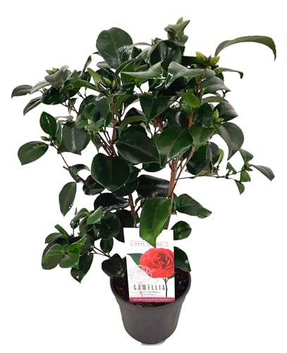 Plant in a Box - Camellia japonica 'Lady Campbell' - Japanische Rose - Kamelie pflanze Winterhart - Topf 15cm - Höhe 50-60cm von Plant in a Box