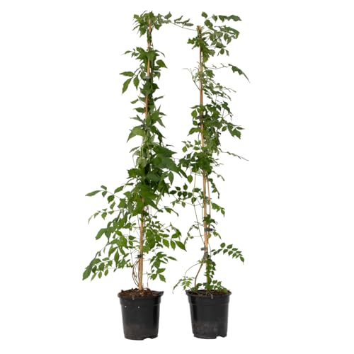 Plant in a Box - Campsis 'Flava' XL - 2er-Set - Gartenpflanze - Kletterpflanze - ⌀17 cm - Höhe 110 cm Plant in a Box - Campsis 'Flava' XL - 2er-Set - Gartenpflanze - Kletterpflanze - ⌀17 cm - Höhe 110 cm von Plant in a Box