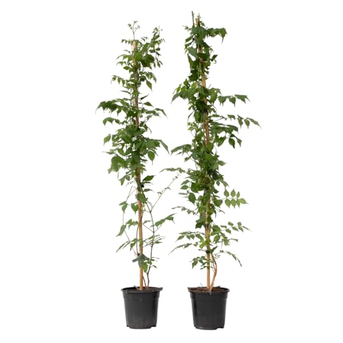 Plant in a Box - Campsis 'Mme Galen' XL - 2er Set - Gartenpflanze - Kletterpflanze - 17 cm - Höhe 110-120 cm von Plant in a Box