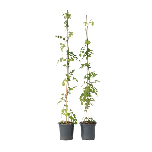 Plant in a Box - Campsis Radicans XL - 2er-Set - Gartenpflanze - Kletterpflanze - Orange - ⌀17 cm - Höhe 110-120 cm Plant in a Box - Campsis Radicans XL - 2er-Set - Gartenpflanze - Kletterpflanze - Orange - ⌀17 cm - Höhe 110-120 cm von Plant in a Box