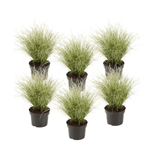 Plant in a Box - Carex 'Amazon Mist' - 6er Set - Ziergras - Topf 10,5 cm - Höhe 15-25cm Plant in a Box - Carex 'Amazon Mist' - 6er Set - Ziergras - Topf 10,5 cm - Höhe 15-25cm von Plant in a Box