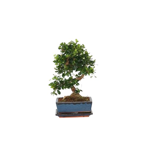 Plant in a Box - Bonsaibaume - Carmona microphylla - Höhe 20-30cm - Topf 20cm - S-Form Fukien Bonsai von Plant in a Box