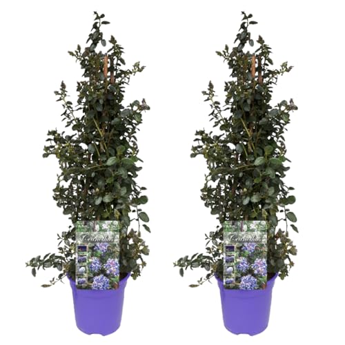 Plant in a Box - Ceanothus thyrsiflorus Repens - 2er Set - Blücht im Frühjahr - Glänzende Blätter - Boden-Blauschwingel - Topf 17cm - Höhe 60-70cm von Plant in a Box