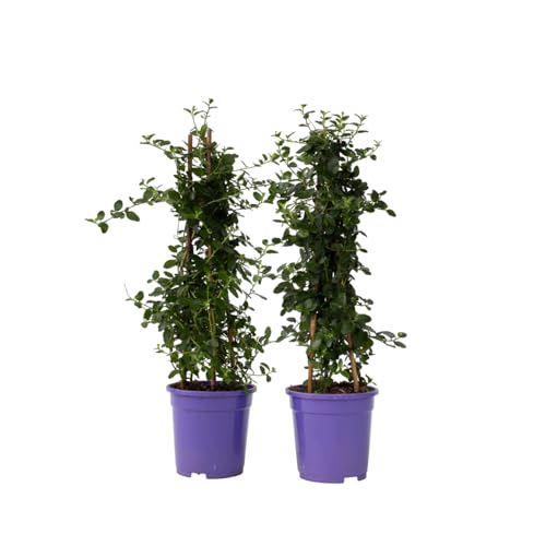 Plant in a Box - Ceanothus thyrsiflorus Repens - 2er Set - Blücht im Frühjahr - Glänzende Blätter - Boden-Blauschwingel - Topf 17cm - Höhe 60-70cm von Plant in a Box