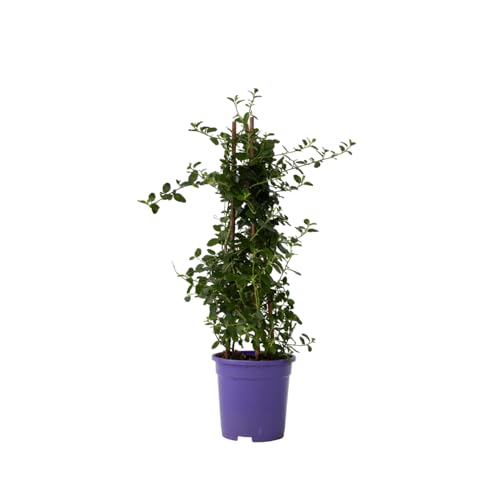 Plant in a Box - Ceanothus thyrsiflorus Repens - Blücht im Frühjahr - Glänzende Blätter - Boden-Blauschwingel - Topf 17cm - Höhe 60-70cm Plant in a Box - Ceanothus thyrsiflorus Repens - Blücht im Frühjahr - Glänzende Blätter - Boden-Blauschwingel - Topf 17cm - Höhe 60-70cm von Plant in a Box
