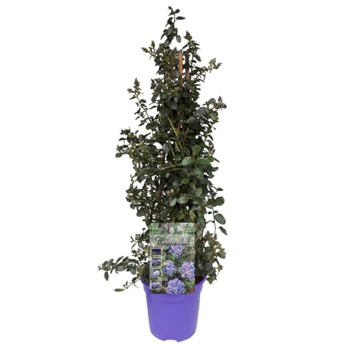 Plant in a Box - Ceanothus thyrsiflorus Repens - Blücht im Frühjahr - Glänzende Blätter - Boden-Blauschwingel - Topf 17cm - Höhe 60-70cm von Plant in a Box