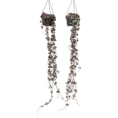Plant in a Box - Ceropegia linearis Woodii - 2er Set - Lampionpflanze - Kettenpflanze - Topf 14cm - Höhe 20-30cm Plant in a Box - Ceropegia linearis Woodii - 2er Set - Lampionpflanze - Kettenpflanze - Topf 14cm - Höhe 20-30cm von Plant in a Box