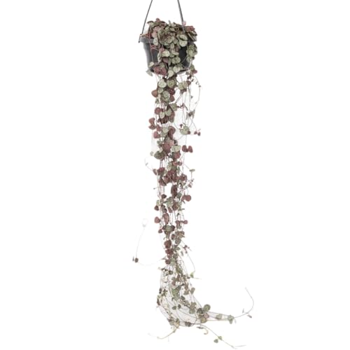 Plant in a Box - Ceropegia linearis Woodii - Senkrecht-Herzblatt - Kettenpflanze - Topf 14cm - Höhe 20-30cm von Plant in a Box
