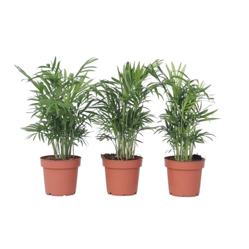 Plant in a Box - Chamaedorea elegans - 3er Set - Bergpalme - Schmuckpalme - Zimmerpflanzen - Topf 12cm - Höhe 30-40cm von Plant in a Box