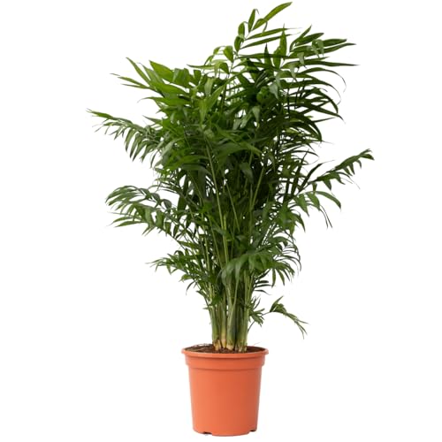 Plant in a Box - Chamaedorea elegans - Bergpalme - Bergpalme - Schmuckpalme - Zimmerpflanze - Topf 20cm - Höhe 80-90cm von Plant in a Box