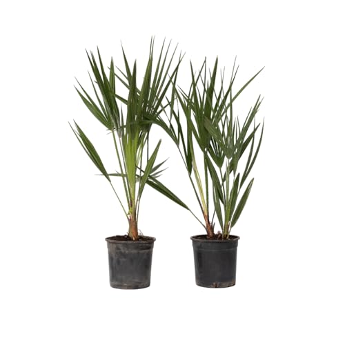 Plant in a Box - Chamaerops Humilis - 2er Set Gartenpalmen - Winterhart - Mediterrane Zwergpalme - Topf 15cm - Höhe 50-60cm von Plant in a Box