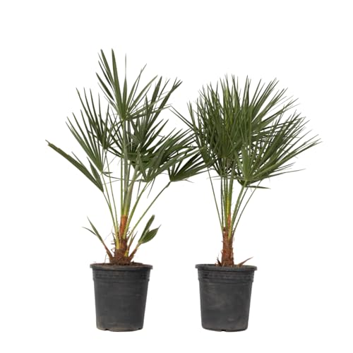 Plant in a Box - Chamaerops Humilis -2er Set - Mediterrane Zwergpalme - Topf 21cm - Höhe 70-80cm von Plant in a Box