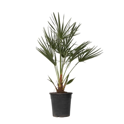 Plant in a Box - Chamaerops Humilis - Mediterrane Zwergpalme - Topf 21cm - Höhe 70-80cm von Plant in a Box