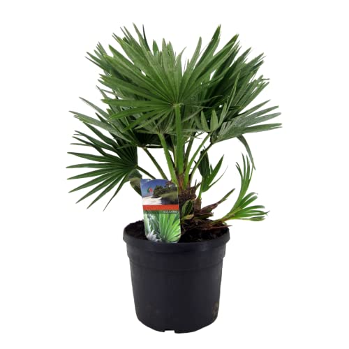 Plant in a Box - Chamaerops 'Vulcano' - Winterhart - Mediterrane Zwergpalme - Topf 19cm - Höhe 35-45cm - Gartenpflanze von Plant in a Box