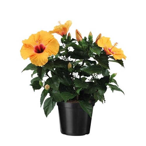 Plant in a Box - Chinahibiskus 'Adonicus Salmon' - Hibiscus rosa-sinensis - Höhe 40-50cm - ø17cm - Blühende Zimmerpflanze - Orange Plant in a Box - Chinahibiskus 'Adonicus Salmon' - Hibiscus rosa-sinensis - Höhe 40-50cm - ø17cm - Blühende Zimmerpflanze - Orange von Plant in a Box