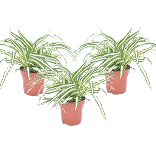 Plant in a Box - Chlorophytum comosum 'Atlantic' - Graslilie - 3er Set - Grüne Zimmerpflanze - Topf 12cm - Höhe 25-40cm von Plant in a Box
