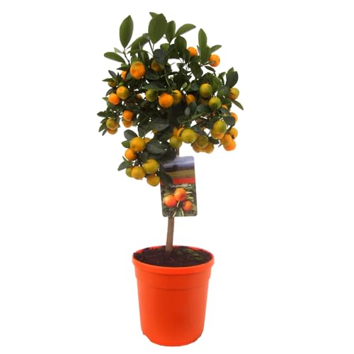 Plant in a Box - Citrus Calamondin - Orangenbaum/mandarinenbaum Essbar - Topf 19cm - Höhe 50-65cm von Plant in a Box