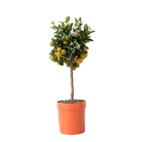 Plant in a Box - Citrus Calamondin - Orangenbaum/mandarinenbaum Essbar - Topf 19cm - Höhe 50-65cm von Plant in a Box