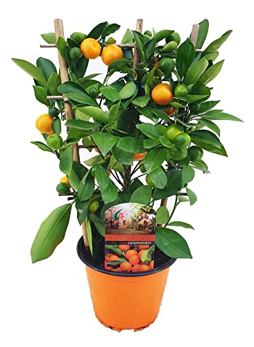 Plant in a Box - Citrus Calamondin am Gestell - Mini Mandarine - Zitrusbaum - Zimmerpflanze - Topf 14cm - Höhe 25-40cm von Plant in a Box