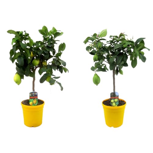 Plant in a Box - Citrus Limon - 2er Set - Zitronenbaum - Echter zitronen essbar - Topf 19cm - Höhe 60-70cm von Plant in a Box