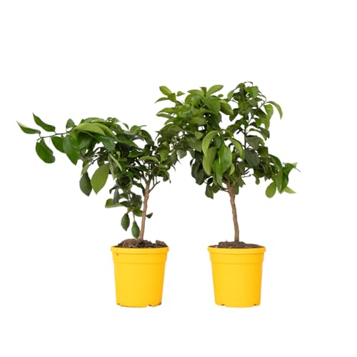 Plant in a Box - Citrus Limon - 2er Set - Zitronenbaum - Echter zitronen essbar - Topf 19cm - Höhe 60-70cm Plant in a Box - Citrus Limon - 2er Set - Zitronenbaum - Echter zitronen essbar - Topf 19cm - Höhe 60-70cm von Plant in a Box