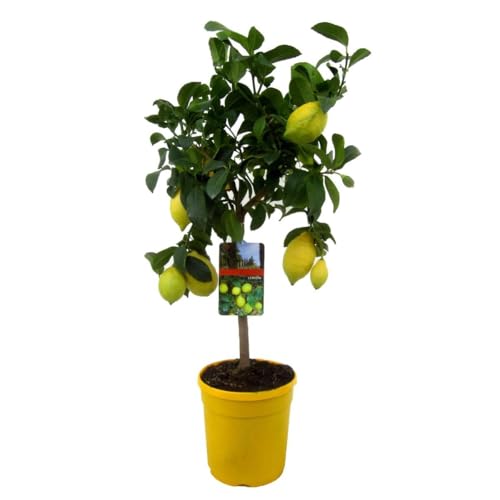 Plant in a Box - Citrus Limon - Pokon - Zitronenbaum - Echter zitronen essbar - Topf 19cm - Höhe 60-70cm von Plant in a Box
