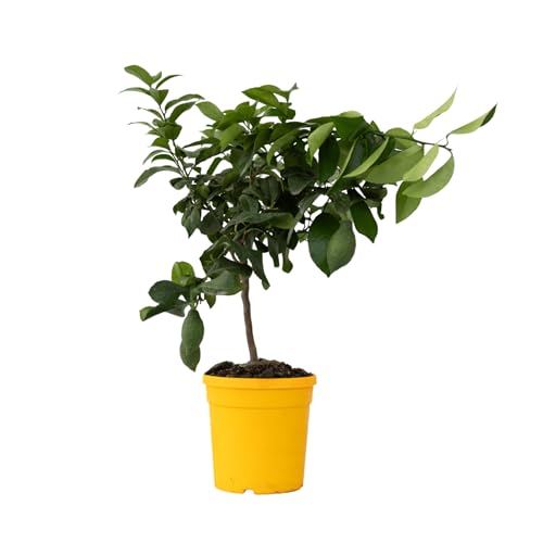 Plant in a Box - Citrus Limon - Zitronenbaum - Echter zitronen essbar - Topf 19cm - Höhe 60-70cm von Plant in a Box