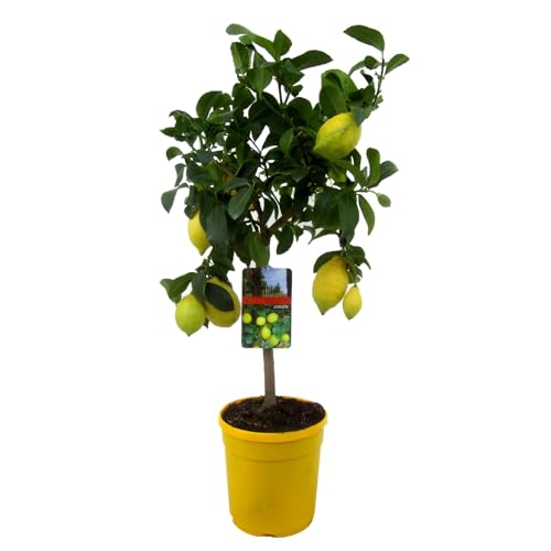 Plant in a Box - Citrus Limon - Zitronenbaum - Echter zitronen essbar - Topf 19cm - Höhe 60-70cm von Plant in a Box