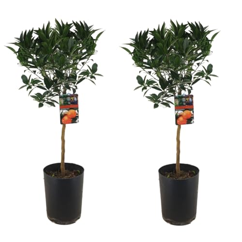 Plant in a Box - Citrus Tarocco XL blutorange -2er Set - Zitrusbaum Winterhart - Topf 19cm - Höhe 90-110cm von Plant in a Box