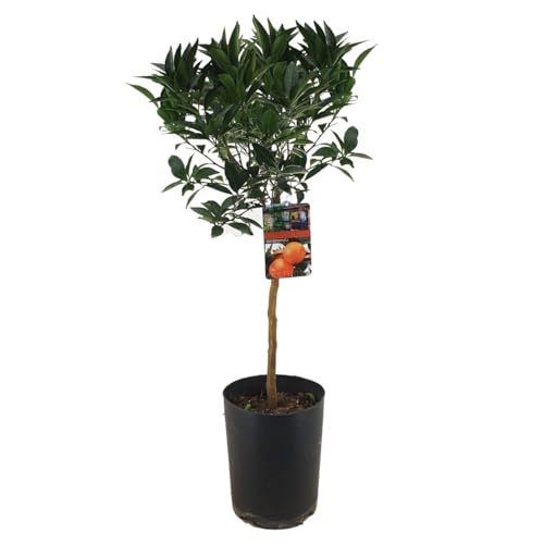 Plant in a Box - Citrus Tarocco XL blutorange - Zitrusbaum Winterhart - Topf 19cm - Höhe 90-110cm von Plant in a Box
