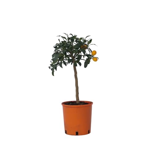 Plant in a Box - Citrus microcarpa fortunella Kumquat - 2er Set - Citrus Kumquat - Zitronenbaum Winterhart - Topf 19 - Höhe 50-65cm Plant in a Box - Citrus microcarpa fortunella Kumquat - 2er Set - Citrus Kumquat - Zitronenbaum Winterhart - Topf 19 - Höhe 50-65cm von Plant in a Box