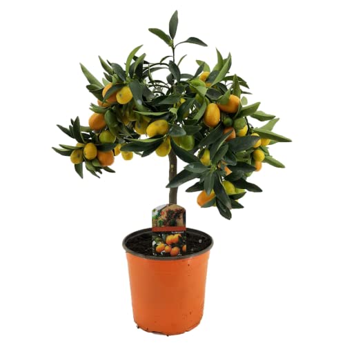 Plant in a Box - Citrus microcarpa fortunella Kumquat - Citrus Kumquat - Zitronenbaum Winterhart - Topf 19 - Höhe 50-65cm von Plant in a Box