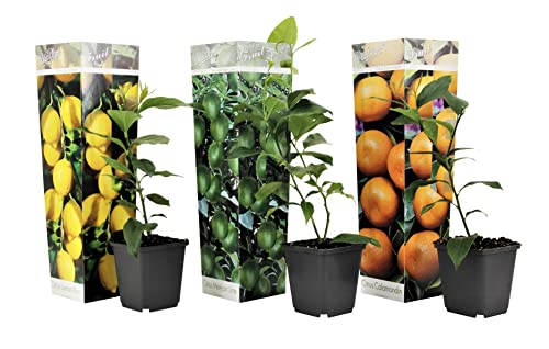 Plant in a Box - Citrus pflanzen Mix - 3er Set - Zitronenbaum, Orangenbaum, Limettenbaum - Topf 9cm - Höhe 25-40cm von Plant in a Box