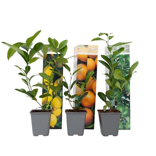 Plant in a Box - Citrus pflanzen Mix - 3er Set - Zitronenbaum, Orangenbaum, Limettenbaum - Topf 9cm - Höhe 25-40cm von Plant in a Box