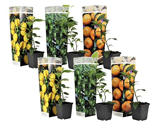 Plant in a Box - Citrus pflanzen Mix - 6er Set - Topf 9cm - Höhe 25-40cm - Zitronenbaum/Orangenbaum/Limettenbaum von Plant in a Box