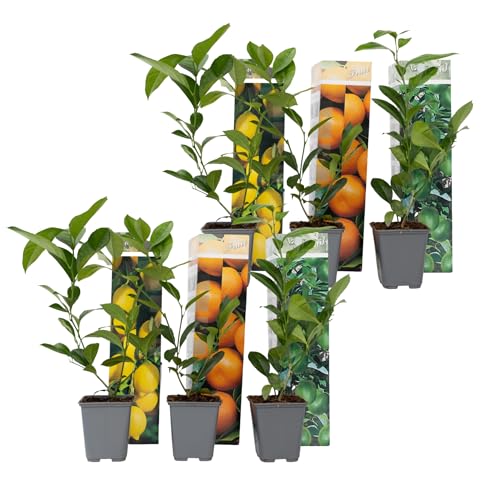 Plant in a Box - Citrus pflanzen Mix - 6er Set - Topf 9cm - Höhe 25-40cm - Zitronenbaum/Orangenbaum/Limettenbaum von Plant in a Box