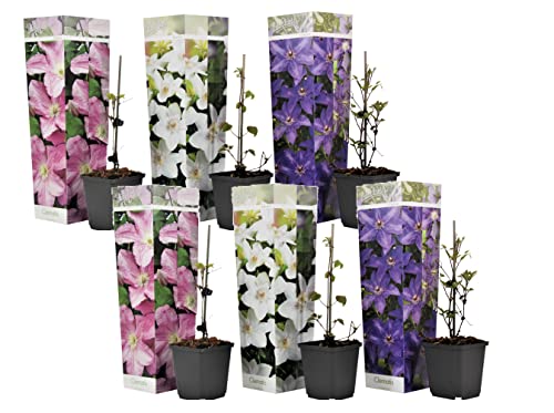 Plant in a Box - Clematis Kletterblumen Winterhart - Mix von 6 Pflanzen - Topf 9cm - Höhe 25-40cm Plant in a Box - Clematis Kletterblumen Winterhart - Mix von 6 Pflanzen - Topf 9cm - Höhe 25-40cm von Plant in a Box