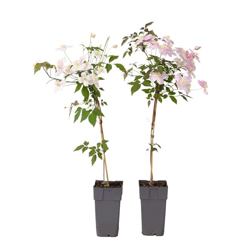 Plant in a Box - Clematis montana 'Fragrant Spring' - 2er-Set - Waldrebe - ⌀50cm - Höhe 60-70cm Plant in a Box - Clematis montana 'Fragrant Spring' - 2er-Set - Waldrebe - ⌀50cm - Höhe 60-70cm von Plant in a Box